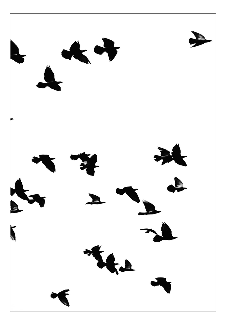 Canvas Print 60x90cm / Unframed Sky Birds Sky Birds Wall Art : Ready to hang framed artwork. Brand